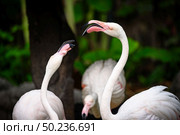 pink flamingo : the Greater Flamingo is the most common and widespread member of the flamingo family. Стоковое фото, агентство Ingram Publishing / Фотобанк Лори