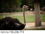 The closed op of ostrich  at safari zoo. Стоковое фото, агентство Ingram Publishing / Фотобанк Лори