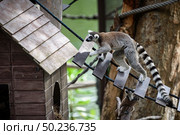  Wild Madagascar cat on the tree at safari zoo. Стоковое фото, агентство Ingram Publishing / Фотобанк Лори