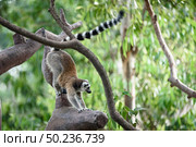  Wild Madagascar cat on the tree at safari zoo. Стоковое фото, агентство Ingram Publishing / Фотобанк Лори