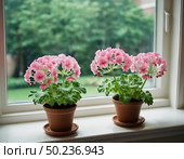 Vibrant pink geraniums bloom in terracotta pots, their petals reaching for sunlight Generative AI. Стоковое AI-изображение, AI-художник Юлия Петровская / Фотобанк Лори