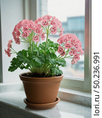 In a bright room, vibrant pink geraniums bloom elegantly in a terracotta pot, their striking petals catching the sunlight and enhancing the atmosphere of tranquility Generative AI. Стоковое AI-изображение, AI-художник Юлия Петровская / Фотобанк Лори