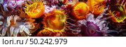 Close-up view of colorful sea anemones with tentacles extended in a coral reef. Стоковое AI-изображение, AI-художник Данила Большаков / Фотобанк Лори
