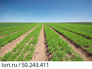 Farm field on sunny summer day with parsley. Agrecultural nature. Стоковое фото, агентство Ingram Publishing / Фотобанк Лори