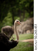 Adult ostriches in natural areas. Стоковое фото, агентство Ingram Publishing / Фотобанк Лори