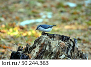 Bird Sitta europaea. Стоковое фото, фотограф Александр Карпенко / Фотобанк Лори