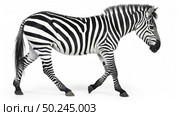 A zebra is strolling across a plain white background. Стоковое AI-изображение, AI-художник Данила Большаков / Фотобанк Лори