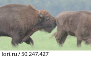 Зубр. Европейский дикие животные, Bison bonasus. Стоковое видео, видеограф Дмитрий Якубович / Фотобанк Лори