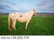White horse standing on a green field. Nature composition. Стоковое фото, агентство Ingram Publishing / Фотобанк Лори