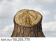 Aging or ageing as a youth and old age time changes concept and a rejuvenation as a life cycle and human health idea as tree rings in a 3D illustration style. Стоковое фото, агентство Ingram Publishing / Фотобанк Лори