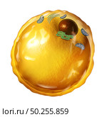 Adipocyte fat cell microscopic diagram with mitochondria nucleus and triglycerides as an anatomy diagram concept isolated on a white background as a 3D render. Стоковое фото, агентство Ingram Publishing / Фотобанк Лори