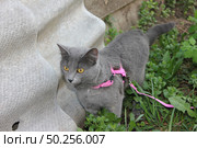 Серая кошка, русская голубая кошка. Стоковое фото, фотограф Татьяна Осипова / Фотобанк Лори