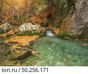 Autmn rill flow. Nature waterfall composition. Стоковое фото, агентство Ingram Publishing / Фотобанк Лори