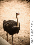 Adult ostriches in natural areas. Стоковое фото, агентство Ingram Publishing / Фотобанк Лори