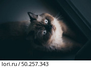 cat sitting alone and look out at the door, himalayan cat. Стоковое фото, агентство Ingram Publishing / Фотобанк Лори