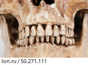model of human teeth (skull) on a white background. Стоковое фото, агентство Ingram Publishing / Фотобанк Лори