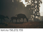 Earth Day concept with tropical forest background, natural sence with canopy tree in the wild. Стоковое фото, агентство Ingram Publishing / Фотобанк Лори