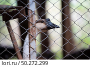 Raise geese in cages on the farm. Стоковое фото, агентство Ingram Publishing / Фотобанк Лори