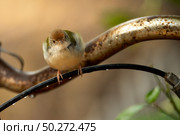 small bird living in the nature, common bird around the home. Стоковое фото, агентство Ingram Publishing / Фотобанк Лори