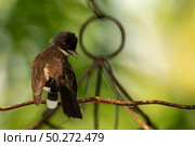 small bird living in the nature, common bird around the home. Стоковое фото, агентство Ingram Publishing / Фотобанк Лори