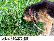 A dog is curiously sniffing the grass while being on its leash. Стоковое фото, фотограф Аксенова Вера / Фотобанк Лори