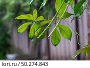 Девичий виноград пятилисточковый (Партеноциссус,  лат. Parthenocissus quinquefolia) с каплями дождя. Стоковое фото, фотограф Лариса Веселова / Фотобанк Лори