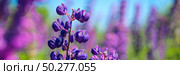 Banner. Bunch of blue lupins flowers on blue sky background. Beautiful floral backdrop. Blooming purple lupinus, lupin. Стоковое фото, фотограф Марина Демидюк / Фотобанк Лори