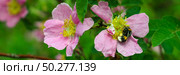 Bee on a flower of wild rose. Banner. A bee pollinating wild pink rose in bloom. Стоковое фото, фотограф Марина Демидюк / Фотобанк Лори