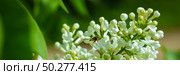 Spring blossom white flowers Lilac. Floral romantic image nature. Banner. A Bee on clusters of white lilac. Стоковое фото, фотограф Марина Демидюк / Фотобанк Лори