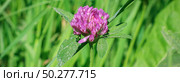 Trifolium pratense, the pink clover in the meadow against blurry green background. Web banner . Стоковое фото, фотограф Марина Демидюк / Фотобанк Лори