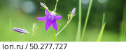 Violet blue flowers bell Campanula persicifolia, peach-leaved bellflower, on a bright green nature background. Web banner. Стоковое фото, фотограф Марина Демидюк / Фотобанк Лори
