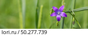 Violet blue flowers bell Campanula persicifolia, peach-leaved bellflower, on a bright green nature background. Web banner. Стоковое фото, фотограф Марина Демидюк / Фотобанк Лори