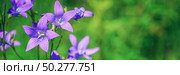 Violet blue flowers bell Campanula persicifolia, peach-leaved bellflower, on a bright green nature background. Web banner. Стоковое фото, фотограф Марина Демидюк / Фотобанк Лори