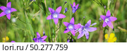 Violet blue flowers bell Campanula persicifolia, peach-leaved bellflower, on a bright green nature background. Web banner. Стоковое фото, фотограф Марина Демидюк / Фотобанк Лори
