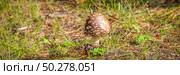 Poisonous fly agaric on fallen leaves. Panthercap, Amanita pantherina. Natural forest background. Banner. Poisonous mushroom. Стоковое фото, фотограф Марина Демидюк / Фотобанк Лори