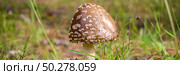 Poisonous fly agaric on fallen leaves. Panthercap, Amanita pantherina. Natural forest background. Banner. Poisonous mushroom. Стоковое фото, фотограф Марина Демидюк / Фотобанк Лори