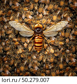 Giant Hornet Predator Attacking Bees as a Murder hornet or Asian giant insect that kills honeybees as an animal concept for an invasive speciesin a 3D illustration style. Стоковое фото, агентство Ingram Publishing / Фотобанк Лори
