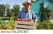 Farmer with a box of vegetables on a farm plot. Стоковое видео, видеограф Igor Skripachev / Фотобанк Лори