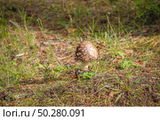 Poisonous fly agaric among fallen leaves. Panthercap, Amanita pantherina in the autumn Forest. Стоковое фото, фотограф Марина Демидюк / Фотобанк Лори