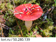 Russula edible mushroom grows in forest in the moss. Стоковое фото, фотограф Марина Демидюк / Фотобанк Лори