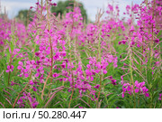 Chamaenerion angustifolium fireweed, great willowherb, rosebay willowherb, Saint Anthony's Laurel pink flowers on the green natural background. Стоковое фото, фотограф Марина Демидюк / Фотобанк Лори