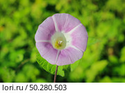 Convolvulus arvensis. Meadow flowers Close up. Field Bindweed flower. Стоковое фото, фотограф Марина Демидюк / Фотобанк Лори