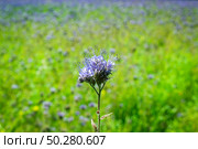 Green manure phacelia tanacetifolia flower on the phacelia field . Стоковое фото, фотограф Марина Демидюк / Фотобанк Лори