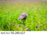 Green manure phacelia tanacetifolia flower on the phacelia field background. Стоковое фото, фотограф Марина Демидюк / Фотобанк Лори