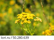 Macro-view of the umbels of yellow Tansy Tanacetum vulgare. Стоковое фото, фотограф Марина Демидюк / Фотобанк Лори