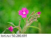 Chamaenerion angustifolium fireweed, great willowherb, rosebay willowherb, Saint Anthony's Laurel blooming pink flowers on the green background. Стоковое фото, фотограф Марина Демидюк / Фотобанк Лори