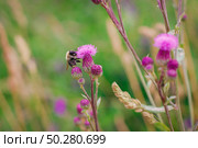 Cirsium arvense, a Creeping Thistle with a Bee blooming in the meadow. Meadow flower Close up. Field Thistle. Стоковое фото, фотограф Марина Демидюк / Фотобанк Лори