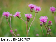 Cirsium arvense, a Creeping Thistle, blooming in the meadow. Meadow flowers. Field Thistle. Стоковое фото, фотограф Марина Демидюк / Фотобанк Лори