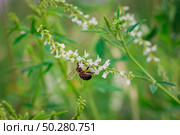 Melilotus albus, honey clover, white melilot, Bokhara clover, white clover with a Bee blooming in the meadow. Meadow flowers Close up. Стоковое фото, фотограф Марина Демидюк / Фотобанк Лори