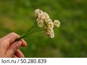 A bucket of Trifolium pratense, the white clover on green Background in summer in the sunlight. Стоковое фото, фотограф Марина Демидюк / Фотобанк Лори
